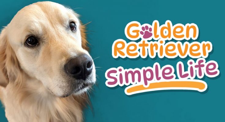 Golden Retriever Simple Life